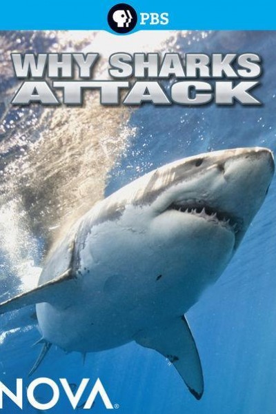 Cubierta de Why Sharks Attack