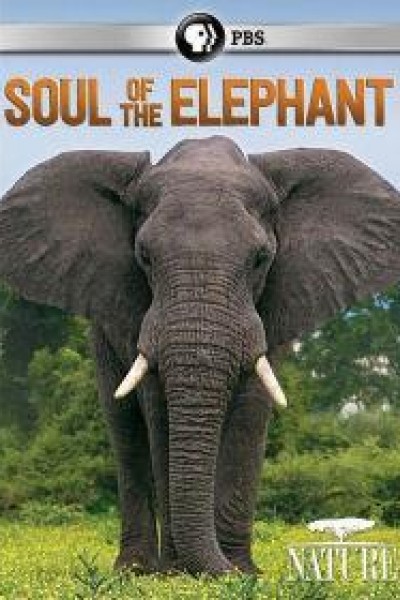 Cubierta de El alma del elefante