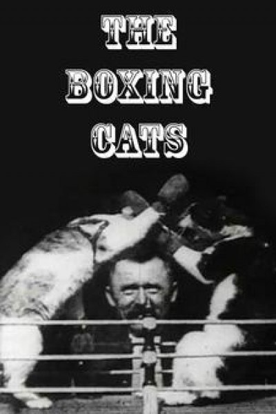 Caratula, cartel, poster o portada de The Boxing Cats