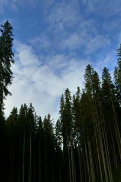 Cubierta de Alberi che camminano