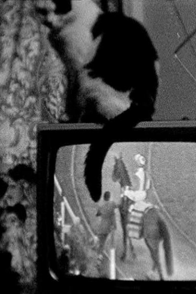 Cubierta de Cat on TV