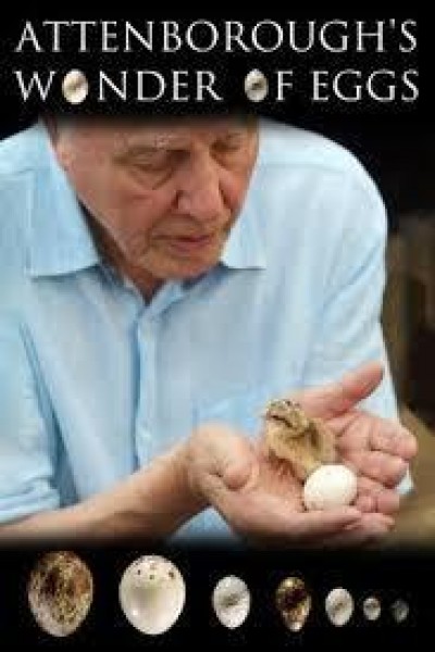 Caratula, cartel, poster o portada de Mundo natural: Attenborough y la maravilla de los huevos de ave