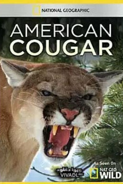 Caratula, cartel, poster o portada de American Cougar