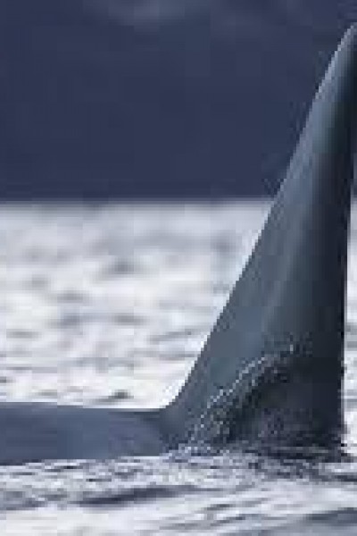 Cubierta de La guerra de las ballenas. Las orcas atacan