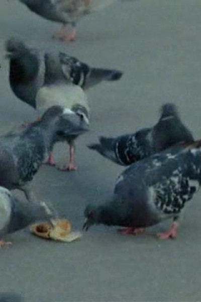 Cubierta de Pigeons in the Square