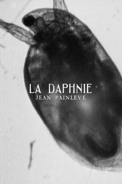 Cubierta de La daphnie