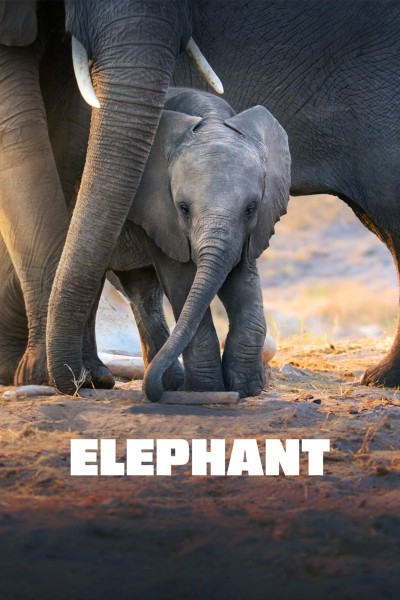 Caratula, cartel, poster o portada de Los elefantes