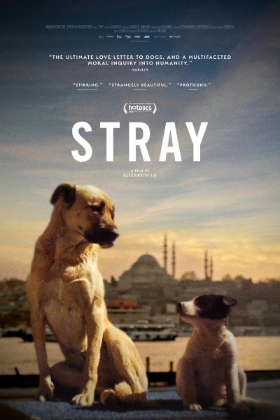 Caratula, cartel, poster o portada de Stray