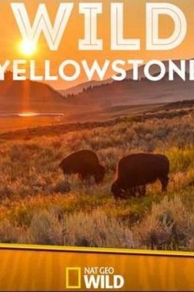 Caratula, cartel, poster o portada de Wild Yellowstone