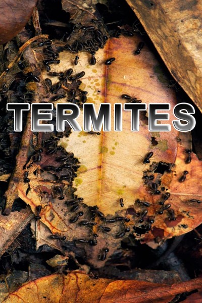 Caratula, cartel, poster o portada de Termites: The Inner Sanctum