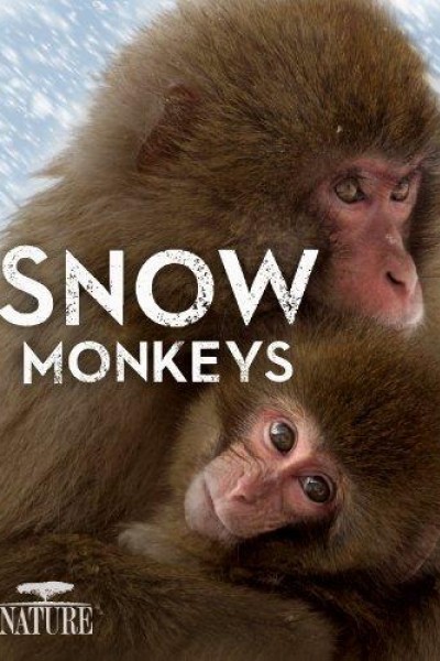 Caratula, cartel, poster o portada de Snow Monkeys