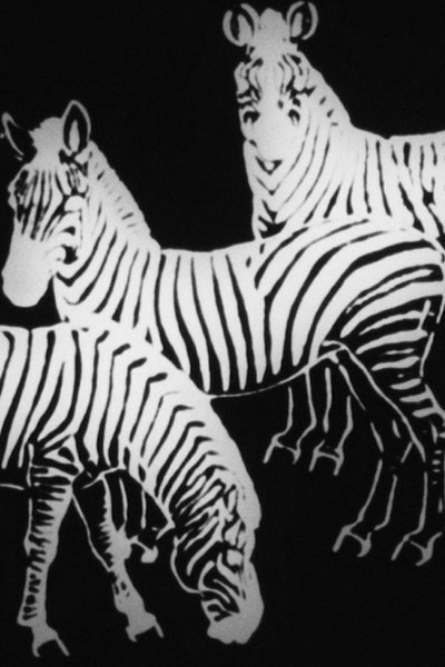 Caratula, cartel, poster o portada de Zebra