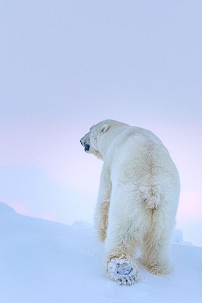 Caratula, cartel, poster o portada de Ghosts of the Arctic