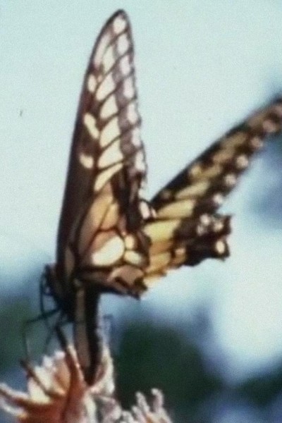 Cubierta de White Cassandra