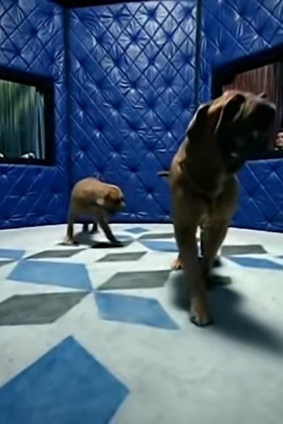 Cubierta de Control Machete y Ely Guerra: De perros amores (Vídeo musical)