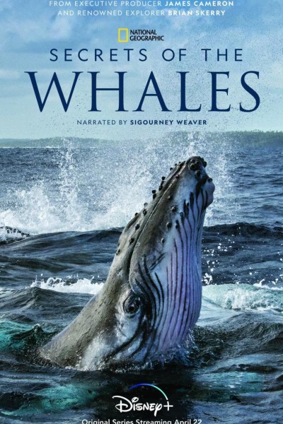 Caratula, cartel, poster o portada de Secrets of the Whales