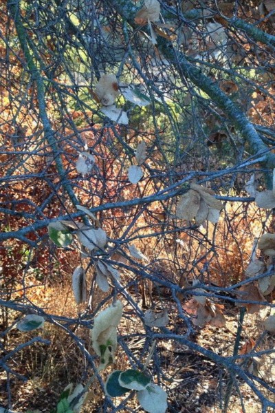 Cubierta de Autumn