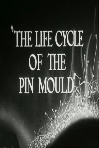 Cubierta de The Life Cycle of the Pin Mould