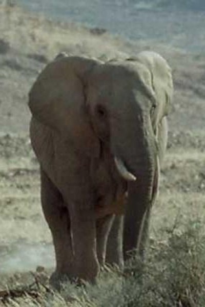 Cubierta de Elefantes nómadas del desierto del Namib