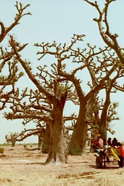 Caratula, cartel, poster o portada de Baobab