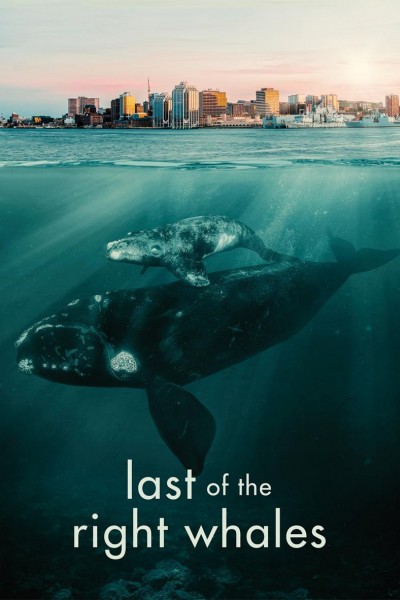 Caratula, cartel, poster o portada de Last of the Right Whales