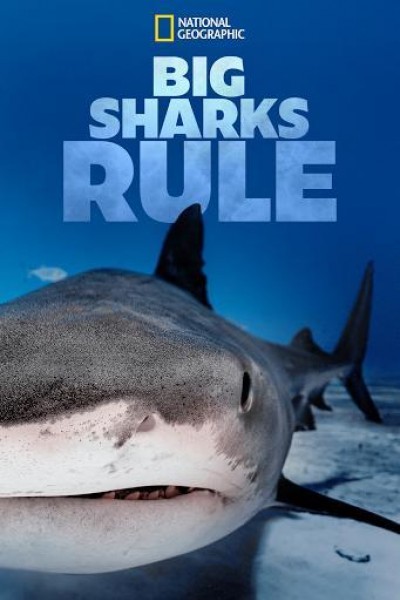Caratula, cartel, poster o portada de La guía de los grandes tiburones