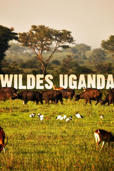 Caratula, cartel, poster o portada de Wild Uganda