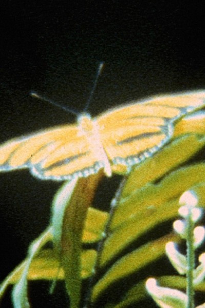 Caratula, cartel, poster o portada de Schmetterlinge