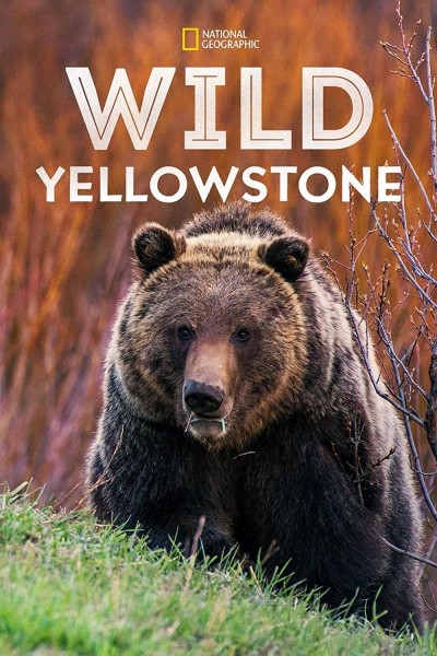 Caratula, cartel, poster o portada de El salvaje Yellowstone