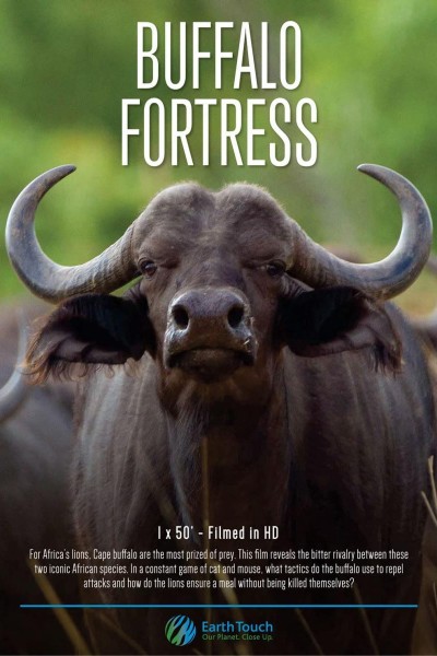 Caratula, cartel, poster o portada de Blood Rivals Lion vs Buffalo: Buffalo Fortress