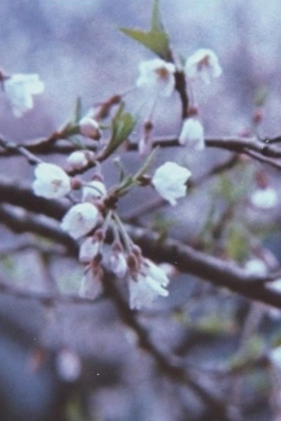 Caratula, cartel, poster o portada de The Cherry Tree with Gray Blossoms