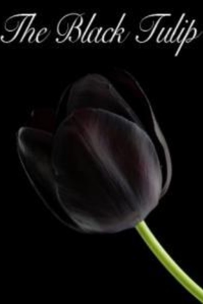 Cubierta de Black Tulip