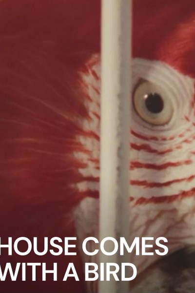 Caratula, cartel, poster o portada de House Comes with a Bird