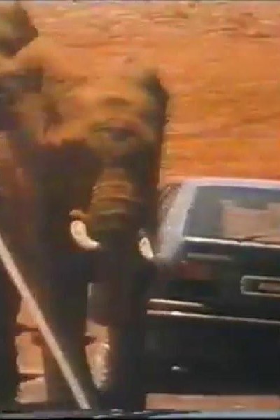 Cubierta de Renault 19: The Elephants