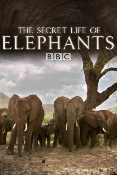 Caratula, cartel, poster o portada de La vida secreta de los elefantes