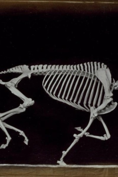Caratula, cartel, poster o portada de Skeleton of Horse