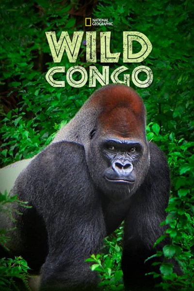 Caratula, cartel, poster o portada de Wild Congo