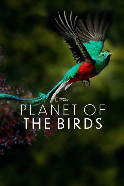 Caratula, cartel, poster o portada de El planeta de los pájaros