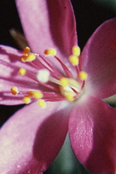 Cubierta de Glimpse of the Garden