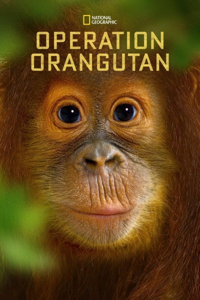 Caratula, cartel, poster o portada de Operation Orangutan
