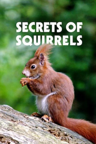 Caratula, cartel, poster o portada de Secrets of Squirrels