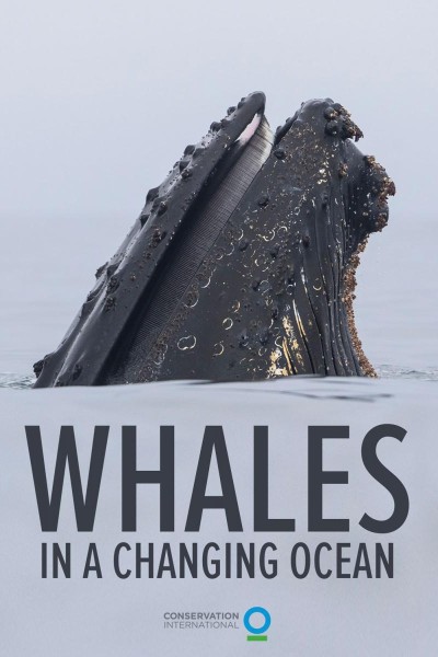 Caratula, cartel, poster o portada de Whales in a Changing Ocean