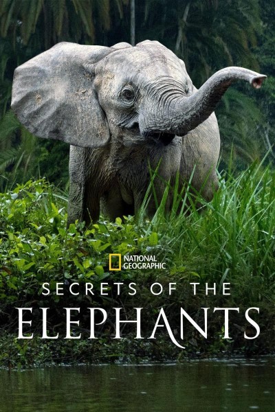 Caratula, cartel, poster o portada de Los secretos de los elefantes