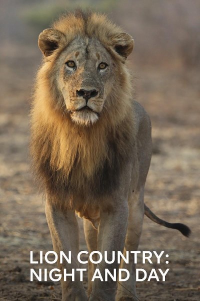 Cubierta de Lion Country: Night and Day