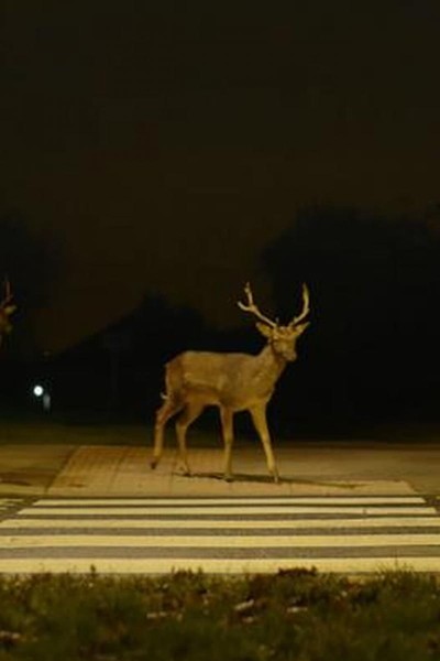 Caratula, cartel, poster o portada de Canon: Urban Deer