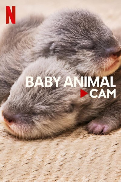 Caratula, cartel, poster o portada de Baby Animal Cam