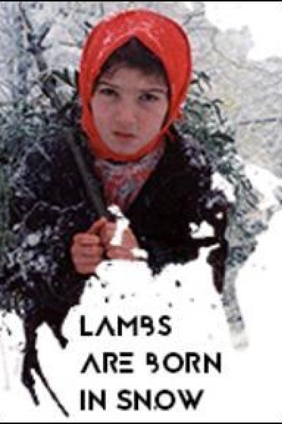 Cubierta de Lambs Are Born in Snow