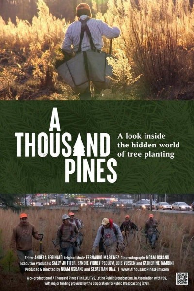 Caratula, cartel, poster o portada de A Thousand Pines