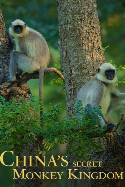 Caratula, cartel, poster o portada de El reino secreto de los monos de China