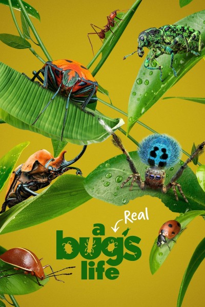 Caratula, cartel, poster o portada de La vida secreta de los insectos